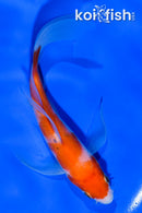 5" KOHAKU BUTTERFLY