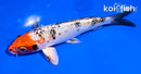 6" YAMATO NISHIKI