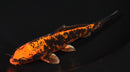 6.5" ORENJI MATSUBA