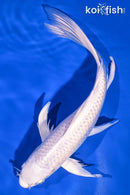 9.5" PLATINUM OGON BUTTERFLY