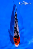 4" SANKE