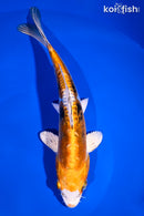 8.25" HEISEI NISHIKI