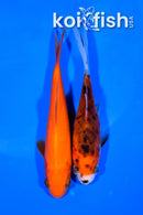 PAIR OF (2) 4.5-4.75" COMET GOLDFISH