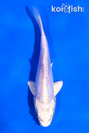 4.5" DOITSU PLATINUM OGON