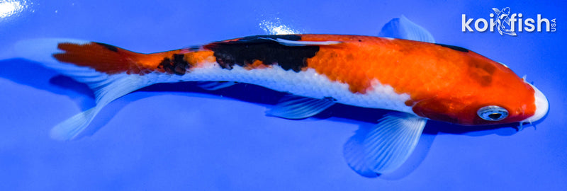 6.5" SANKE