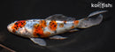 7.5" SHUBUNKIN GOLDFISH