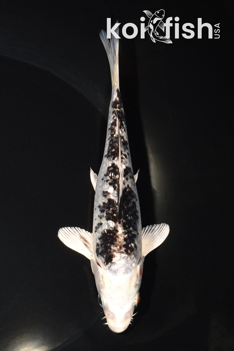 5.75" GINRIN GIN SHIRO BEKKO