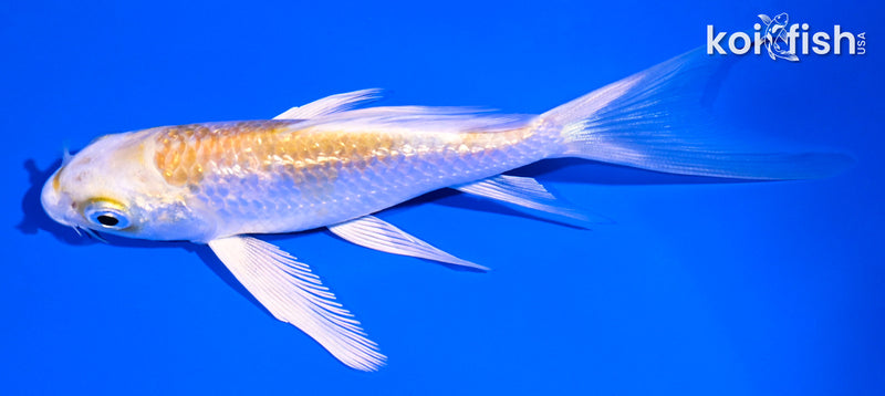 4.75" GINRIN LEMON HARIWAKE BUTTERFLY