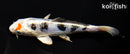 5.75" HEISEI NISHIKI