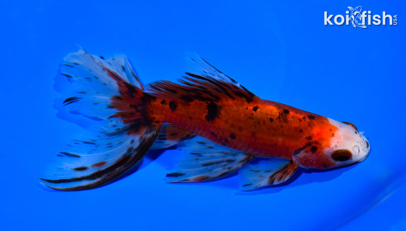6.25" WATONAI GOLDFISH