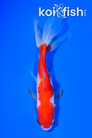 5.75" SARASA WATONAI GOLDFISH