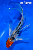 6" ARAGOKE HEISEI NISHIKI BUTTERFLY