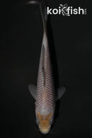 4.25" SORAGOI