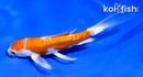 4.5" KIKUSUI BUTTERFLY