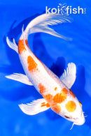 9.25" MARUTEN HARIWAKE BUTTERFLY