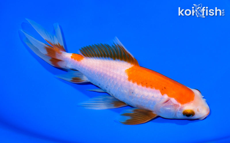 6.75" WAKIN GOLDFISH