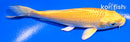 5" YAMABUKI OGON