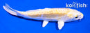 5" DOITSU LEMON HARIWAKE