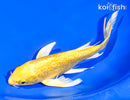 8" GINRIN YAMABUKI OGON BUTTERFLY
