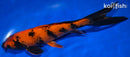 10" KIN HI UTSURI