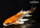 6.5" GINRIN KUJAKU BUTTERFLY