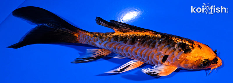 5.25" ORENJI MATSUBA BUTTERFLY