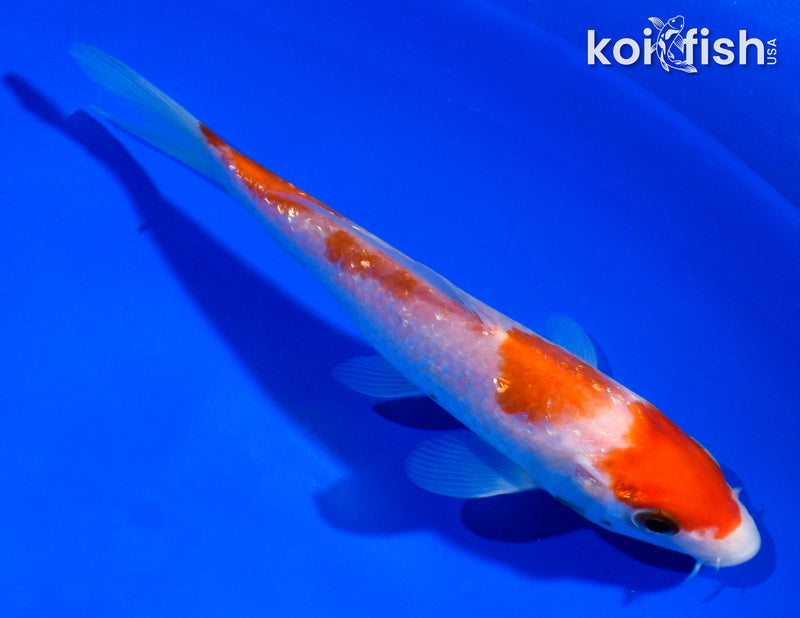 5" GINRIN KOHAKU