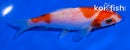 4" KOHAKU