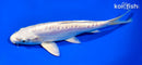 7.75" DOITSU PLATINUM OGON
