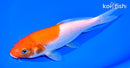 6.5" KOHAKU