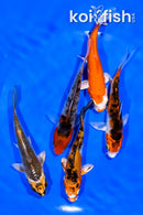 PACK OF (5) 4-4.5" STANDARD KOI