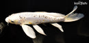 10.25" KIN KIKOKURYU BUTTERFLY