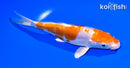 6.5" KIKUSUI