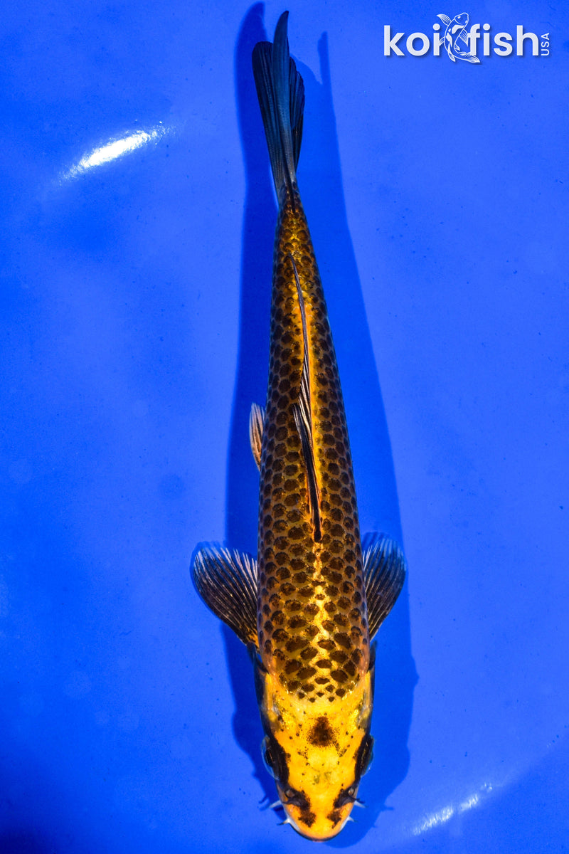 6.5" KI MATSUBA