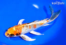 9.25" KUJAKU BUTTERFLY