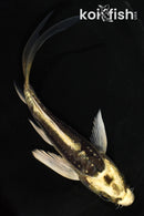 5" ARAGOKE KIN KIKOKURYU BUTTERFLY