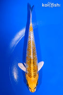 5.5" KUJAKU