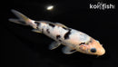 6" SHIRO BEKKO
