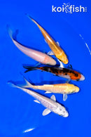 PACK OF (5) 4" STANDARD KOI