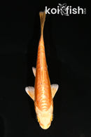 4" DOITSU ORENJI OGON