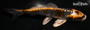 5.5" BENI KIKOKURYU