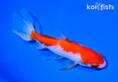 5.75" SARASA WATONAI GOLDFISH