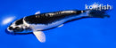 5.5" KIKOKURYU