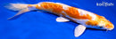 8.75" KIKUSUI