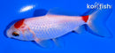 4.75" MARUTEN WAKIN GOLDFISH
