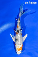 5.5" YAMATO NISHIKI BUTTERFLY