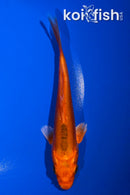 6" DOITSU ORENJI OGON