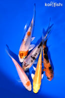 PACK OF (5) 3.5-4.5" STANDARD KOI