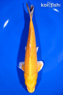 8.75" YAMABUKI OGON