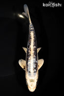 7.5" GINRIN KIKOKURYU